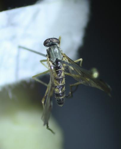 Rhagio maculatus